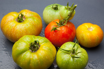 Tomates verdes y rojos, tomates maduros y tomates por madurar; bodegón de tomates ecológicos que no nos los más bonitos del mundo pero si son los más sabrosos y llenos de vitaminas