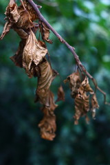 Dried leaves , tree branch on a green background