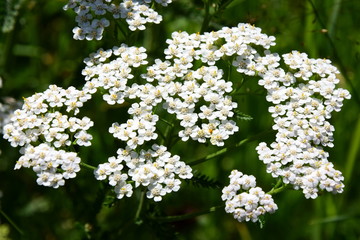 Schafgarbe - Blüten - Heilpflanze - Wildblumen