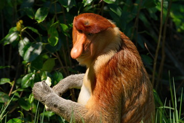 Malaysia. The long-nosed monkey or kahau (lat. Nasalis larvatus) — a species of primates from the subfamily of thin-bodied monkeys in the family of monkeys. 