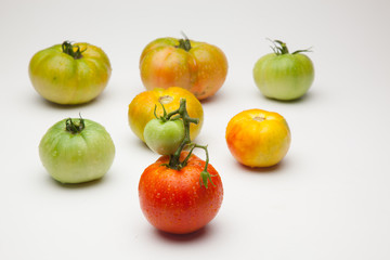 Tomate ecológico verdes y rojos que son los maduros, Los tomates tienen muchas propiedades de sabor y vitaminas. los podemos comer crudos en ensalada y zumos, podemos hacer salsas y mermeladas. Los po