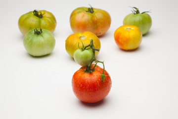 Tomates verdes y rojos, tomates maduros y tomates por madurar; bodegón de tomates ecológicos que no nos los más bonitos del mundo pero si son los más sabrosos y llenos de vitaminas