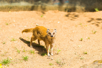 Nice yellow mongoose walks on sandy soil on a sunny summer day at the zoo. Animal life concept in the reserve park. Animal protection concept.
