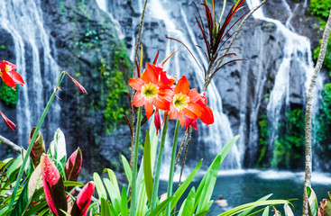Panele Szklane  Hippeastrum kwitnie na tle górskiego wodospadu na wyspie Bali