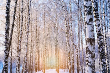 Papier Peint photo Lavable Bouleau Beau paysage avec bouleau avec des branches de neige gelées et couvertes en hiver