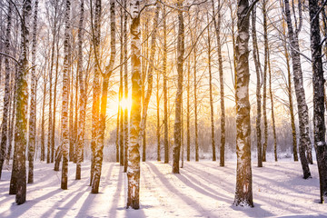 Beautiful landscape with birch grove with frozen  and covered snow branches in winter