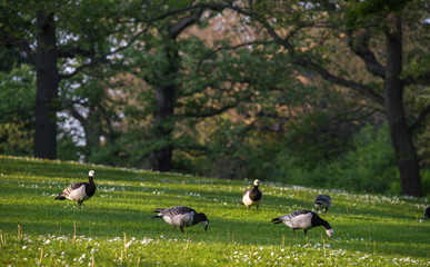 Obraz na płótnie Canvas Canadian geese graze on the glade among the oaks. Selective focus.