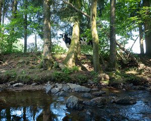 black and white cow looks curiously down at stream through trees