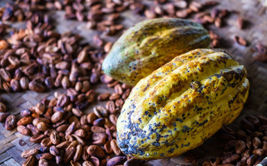 Whole ripe cocoa beans after harvesting from the plantation