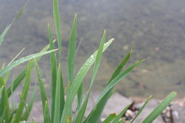 Soft green grass with raindrops on a pond