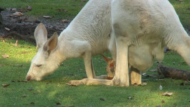 A white kangaroo mother eating grass with a young joey in its pouch