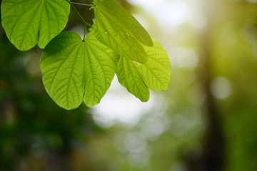 Fototapeta na wymiar Beautiful sunlight blurred green leaf nature in garden background.