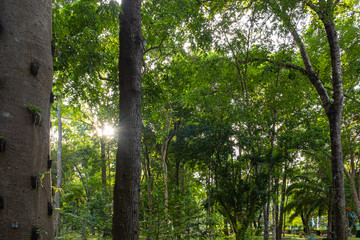 Fototapeta premium Scenery in lush and shady park