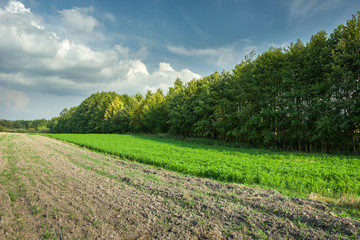Fototapeta na wymiar Plowed field and green meadow, forest and white clouds on blue sky