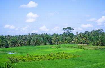Rice fields in the jungle on the island of Bali in Indonesia. The rice terrace with the green rice in the background of palm trees and mountains