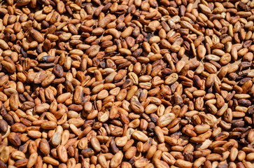 Drying of cocoa beans after the harvest. Raw cacao beans. 