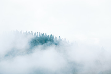 Fog over mountain range. Mountain, covering with spruce forest, sticking out from the white clouds.