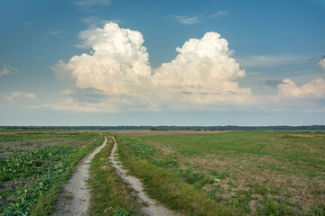 Fototapeta na wymiar Ground road through green fields and white clouds on a blue sky