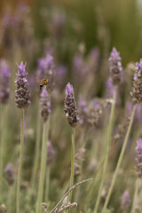 bee on field of lavender