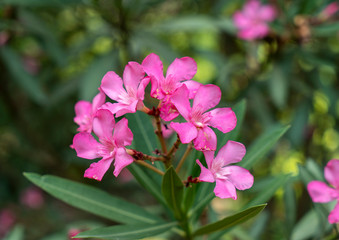 Pink oleander flowers