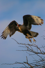 falcon in flight