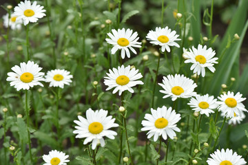 Daisy flowers grow on the field.