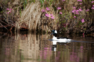 duck swimming on river