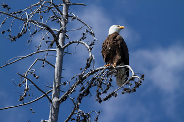 Eagle on branch