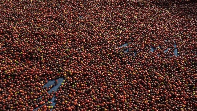 leaf, drink, food, unripe, raw, tree, grow, nature, asia, tropical, outdoors, arabica, fresh, crop, growth, cultivate, unpicked, coffee, plant, green, harvest, red, growing, caffeine, agriculture, bra