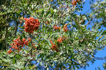 Bunches of red and orange ripe rowan on a tree. Green leaves. Clear sunny day with blue sky.