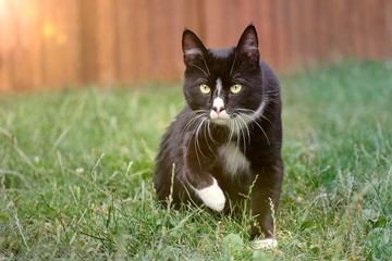 Fototapeta na wymiar Cute tuxedo tom cat on a meadow.