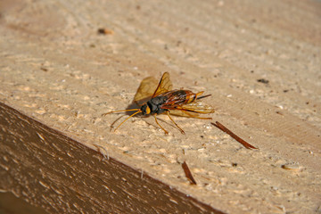 A dangerous insect hornet with a sting sits on a wooden beam. Big yellow eyes, yellow mustache, paws and wings. Selective focus. Close-up.