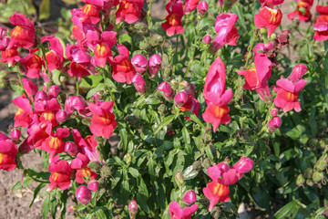 Many half-open buds of flowers of fuchsia color with green stems and leaves. Villi on flowers. A...