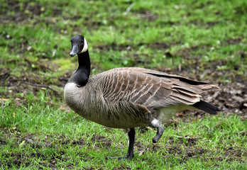 One Footed Canada Goose