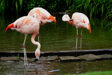 Flamingos  bathing
