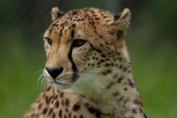Naklejka na ściany i meble Cheetah in grass