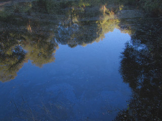 A vivid reflection of the blue summer clear sky in the dirty dark water of a forest lake.