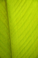 Close up detail nature green leaves texture pattern background, Selective focus.