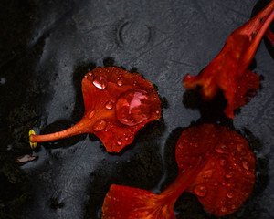 leaves of Royal Poinciana