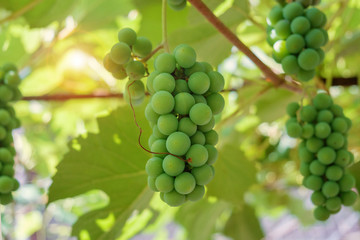 Branch of grape