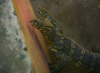  Baby of Komodo dragon