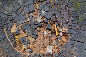 The texture of the slice of the old rotten stump with cracks and annual rings.