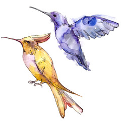 Sky bird colibri in a wildlife isolated. Watercolor background set. Isolated hummingbird illustration element. © yanushkov