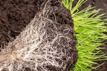 Close-up of intertwined rhizome in a ground of green grass vitgrass. Concept of fertilizer and healthy food supplements for people and animals.