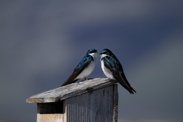 swallows on post
