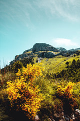 Yellow flowers in the nature landscape with mountain background. National Park, Serra de Tramuntana, Mallorca, Spain , Balearic Islands