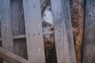 pig in farm