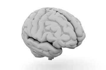 Human Brain isolated on white background. 3D illustration