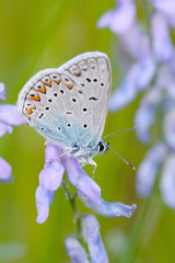 Butterfly on a spring meadow in the sunshine.
