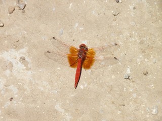 Orange-winged Dropwing Dragonfly, Sierra de Grazalema, Spain